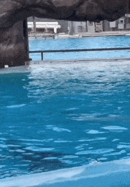 a whale is swimming in a pool under a rock