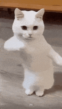 a white cat is standing on its hind legs with its paws outstretched .