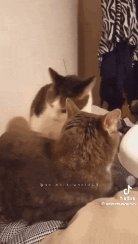 two cats are sitting next to each other on a bed looking at each other .