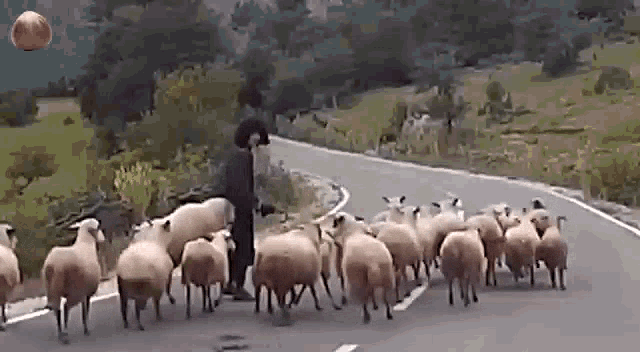 Schaf Sheep GIF - Schaf Sheep Haselnuss GIFs