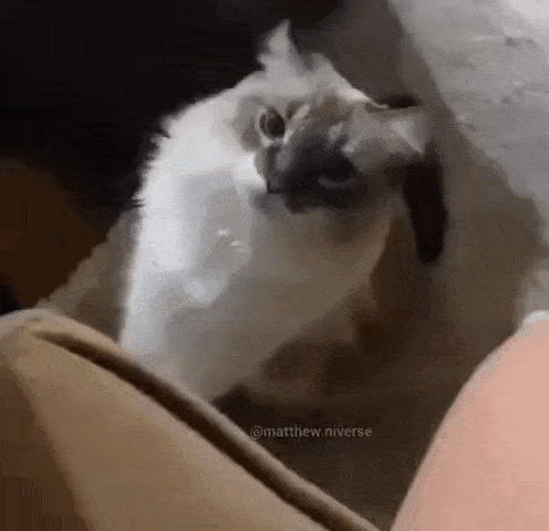 a cat is sitting on a couch with its head on a person 's lap .