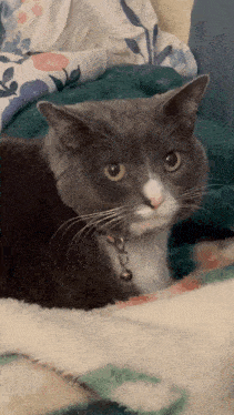 Seishe Cat Pepper GIF - Seishe Cat Seishe Cat GIFs