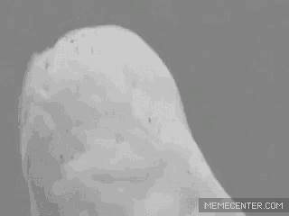a black and white photo of a snowy owl with its eyes wide open .