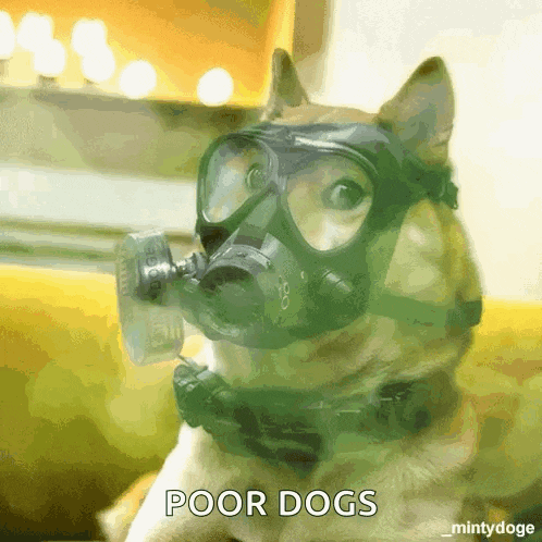 a dog wearing a gas mask and goggles with the words poor dogs below it