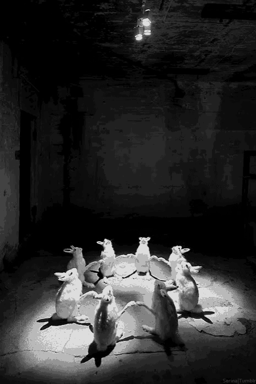 a group of white rabbits are standing in a circle in a dark room