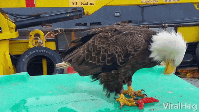 Eagle Eating GIF