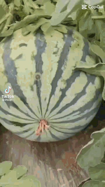 a watermelon is growing in a garden and has a tiktok logo on the bottom