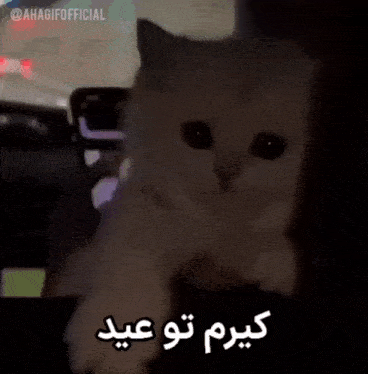 a white cat is sitting in a dark room with arabic writing on it