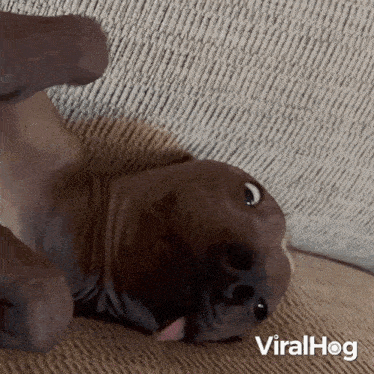 Making Silly Face Dog GIF - Making Silly Face Dog Viralhog GIFs