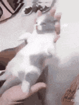 a person is holding a white and gray cat in their hand .