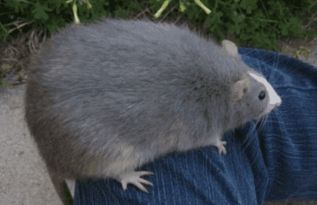 a gray rat is sitting on someone 's lap