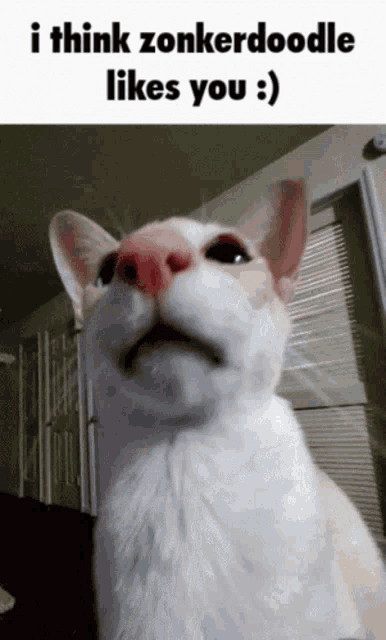 a picture of a cat with a caption that says i think zonkerdoodle likes you :)
