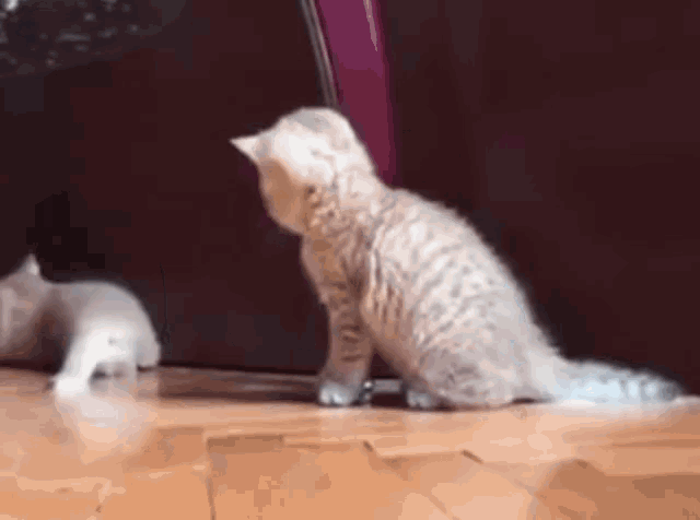 Kittie Fight Kitty GIF - Kittie Fight Kitty Kittens GIFs