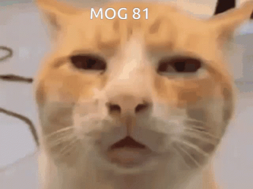 Mog81 Mogcat GIF - Mog81 Mog 81 GIFs