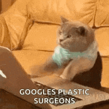 a cat is sitting on a couch looking at a laptop .
