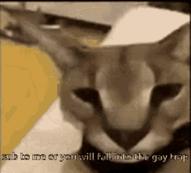 a cat with the words " sub to me or you will fall into the gay trap " written below it