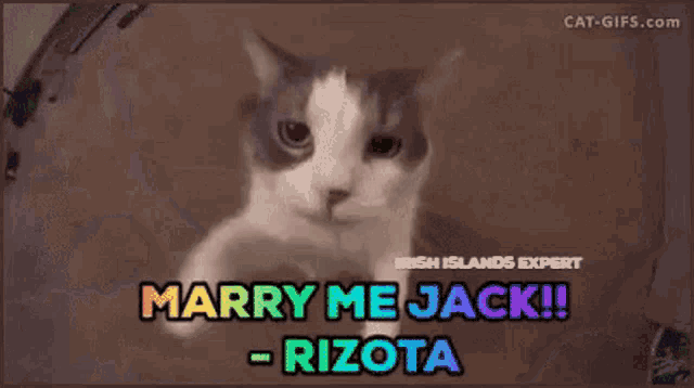 a cat is peeking out from behind a wall and says marry me jack !