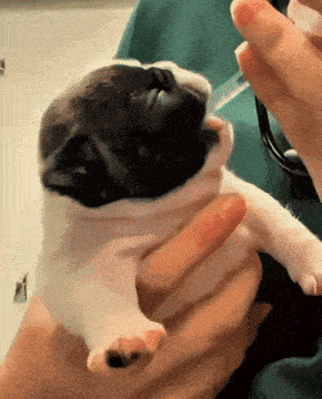 a person is holding a small black and white puppy with its mouth open