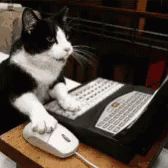 Cat Overtime GIF - Cat Overtime Workaholic GIFs