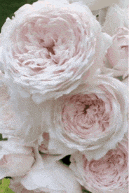 a close up of a bunch of pink roses