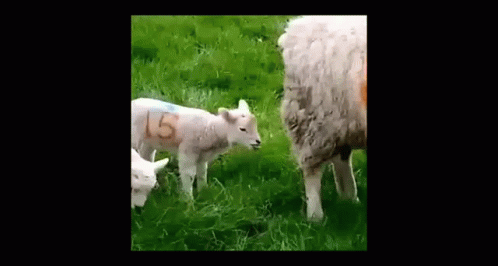 Sheep Lamb GIF - Sheep Lamb Crap Day GIFs