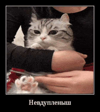 a cat is being groomed by a person in a black shirt with a caption in russian