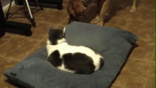 Mine GIF - Dogs Cats Fight GIFs