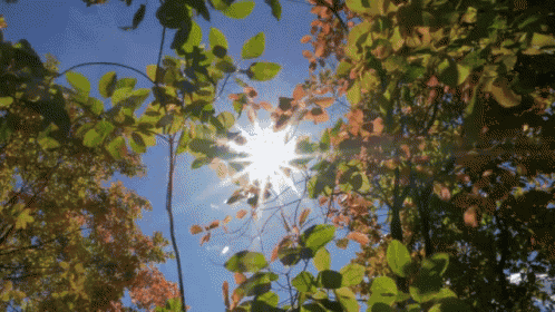 the sun is shining through the leaves of trees