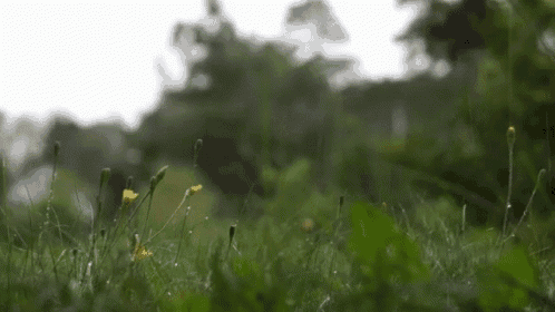 a blurred image of a field of grass and flowers on a rainy day