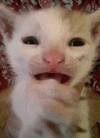 a close up of a white cat with its mouth open and a pink nose .