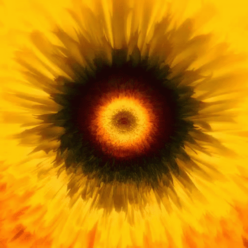Hypno Hypnosis GIF - Hypno Hypnosis Flower GIFs