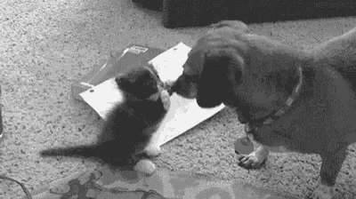 a black and white photo of a dog and a kitten playing with a piece of paper on the floor .