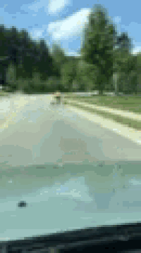 a car is driving down a road with trees on the side of it .