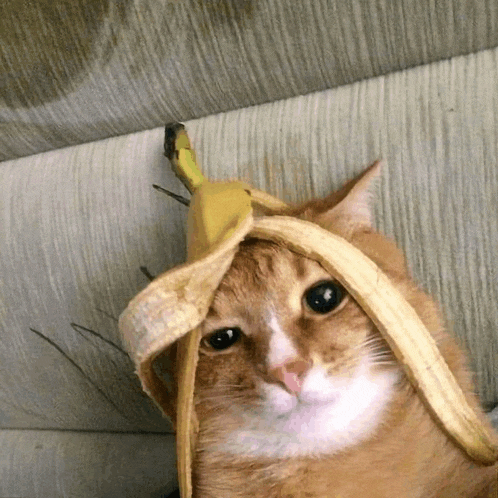 a cat with a banana peel on its head looks at the camera