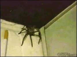 a spider is crawling on the ceiling of a room ..