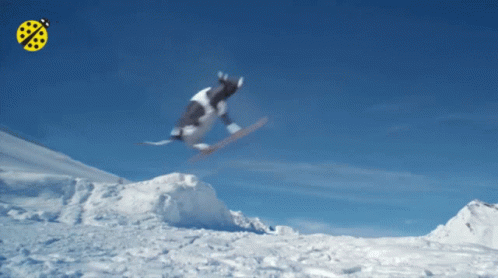 Cow Snowboarding GIF
