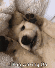 a puppy is laying on its back with its paws up .