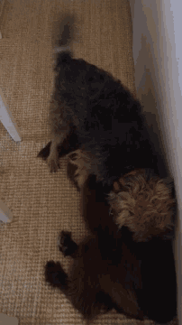 a dog with a red collar is laying on the floor