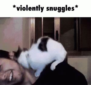 Violently Snuggles GIF - Violently Snuggles Kitten GIFs