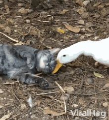 Cat Goose GIF - Cat Goose GIFs