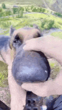 a close up of a person holding a dog 's head