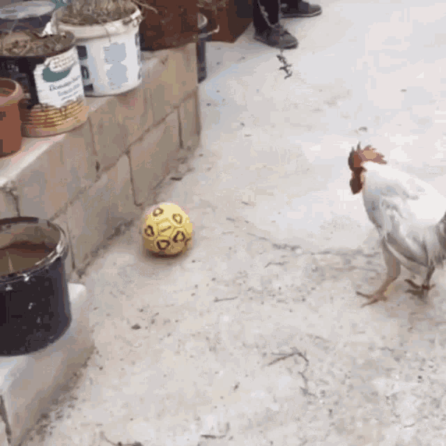 a chicken standing next to a yellow soccer ball that has a few dots on it