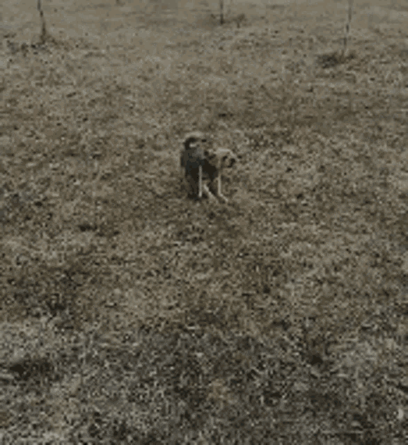 a small dog wearing a black sweater is standing in the grass .