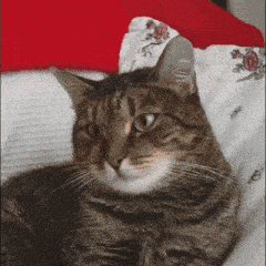 a cat is laying on a bed with a red pillow