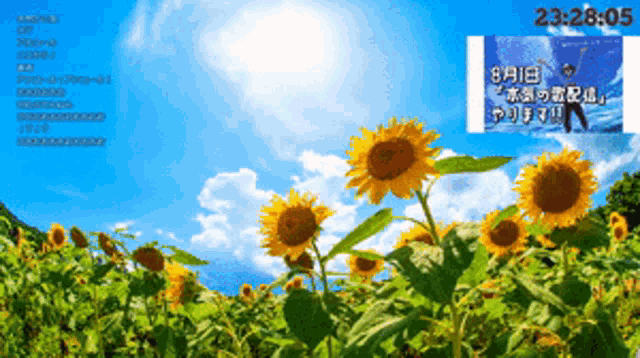 a picture of sunflowers with the time 23:28:05