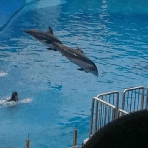 a dolphin is jumping out of the water in a pool .