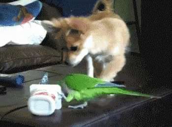 Parrot Dog GIF - Parrot Dog Food GIFs