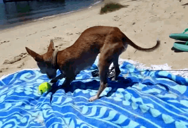 a dog is playing with a tennis ball on a beach towel that says ' sydney ' on it