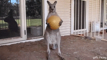 Play Time'S Over GIF - Ball Drop Animals Kangaroo GIFs