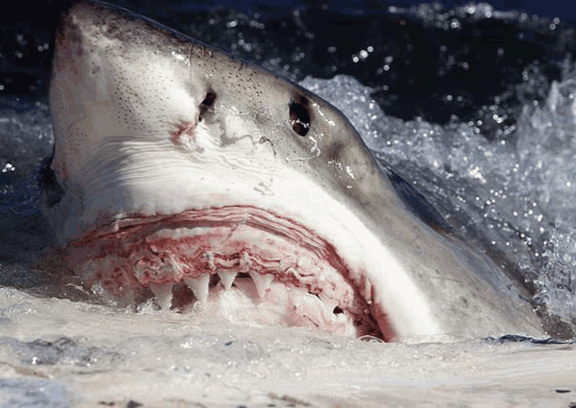 a close up of a shark 's mouth with its mouth open